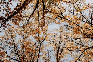 arbres